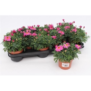 Argyranthemum  'La Rita Pink'