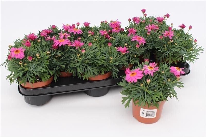 <h4>Argyranthemum  'La Rita Pink'</h4>
