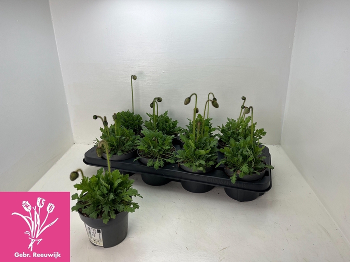 <h4>PAPA NUDICAULE</h4>