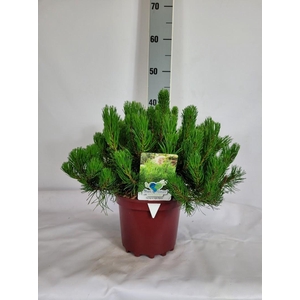 Pinus mugo var. mughus C3 30-40