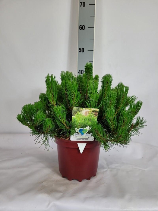 <h4>Pinus mugo var. mughus C3 30-40</h4>