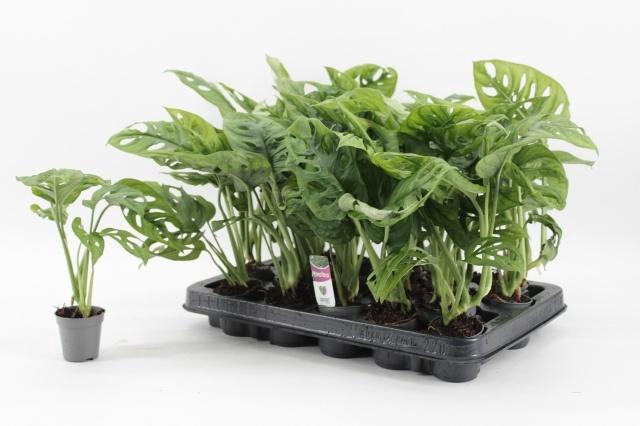 <h4>MONSTERA MONKEY LEAF MINI P5.5</h4>