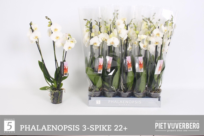 <h4>PHAL OV WIT</h4>