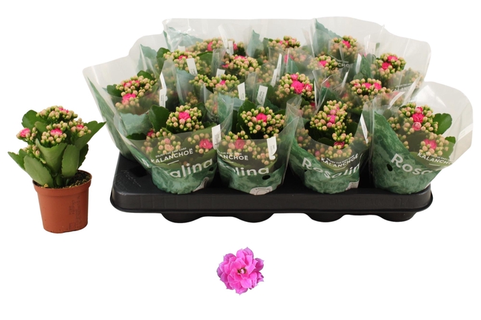 <h4>KAL GE NANDO PINK</h4>