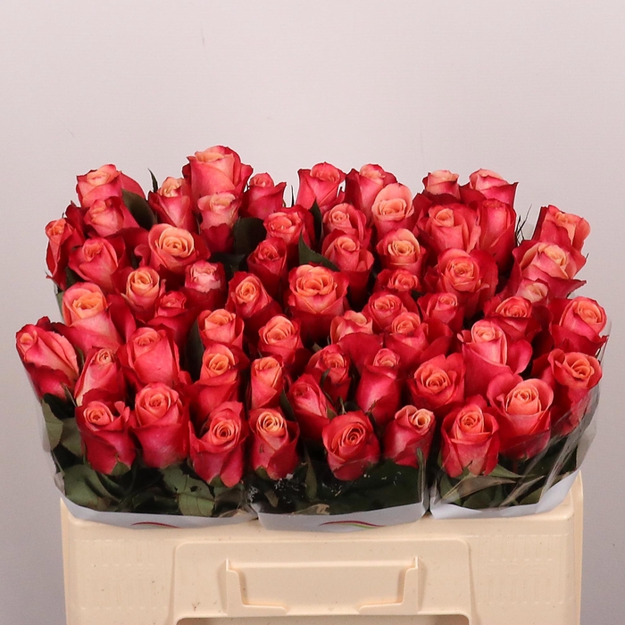 <h4>R GR HELENE</h4>