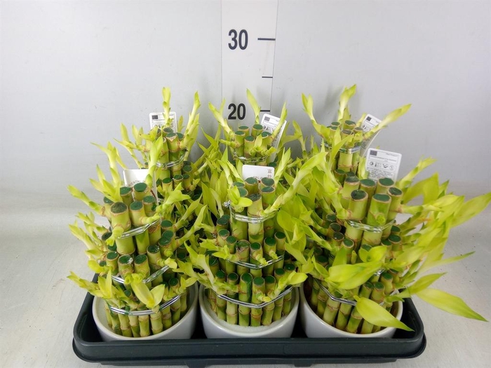 <h4>Dracaena sand. 'Lucky Bamboo' ..pyr</h4>