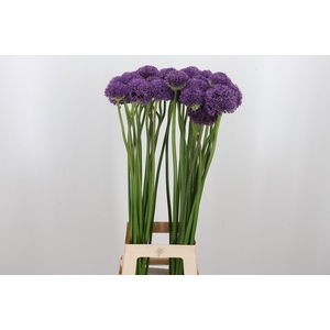 Allium Gladiator