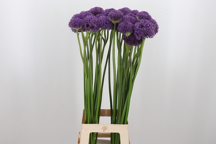 <h4>Allium Gladiator</h4>