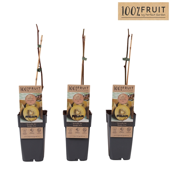 <h4>Actinidia deliciosa Golden Kiwi P15</h4>