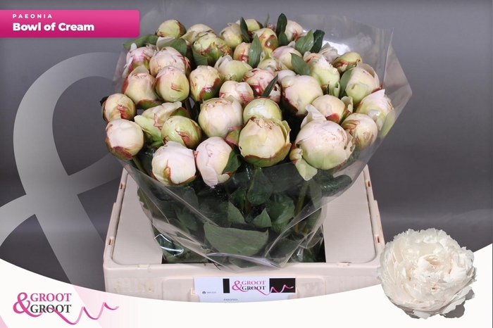 <h4>PAEO L BOWL OF CREAM</h4>