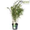 Fargesia rufa P19