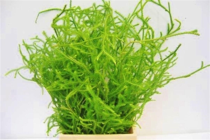 <h4>Lycopodium Vine</h4>