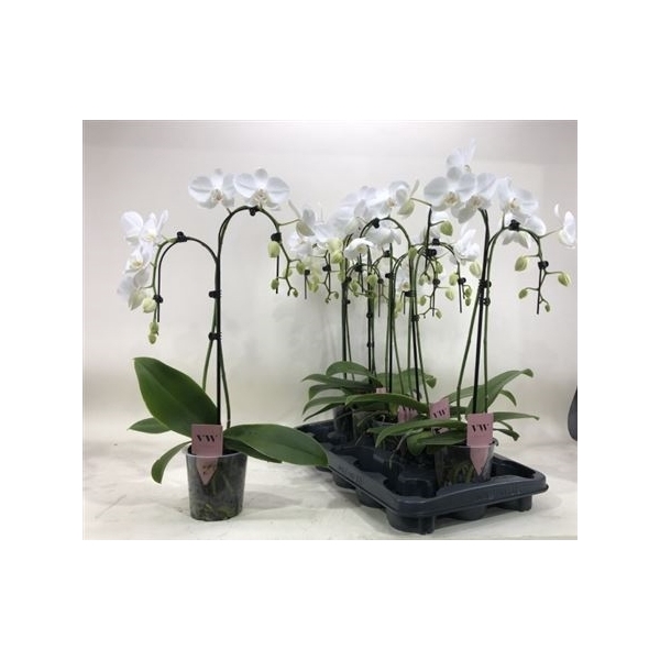 <h4>Phal Ov Wit 2 Branches 16+</h4>