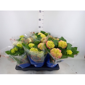 Hydrangea mac.   ...mix