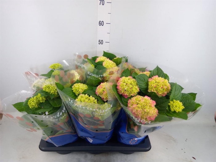 <h4>Hydrangea mac.   ...mix</h4>
