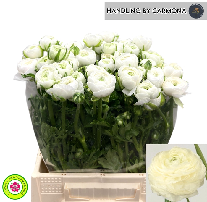 <h4>RAN EL WHITE</h4>