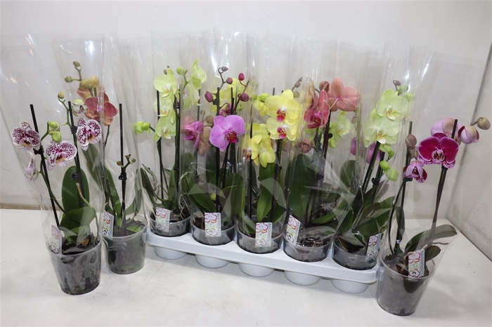 <h4>Phal Gem</h4>