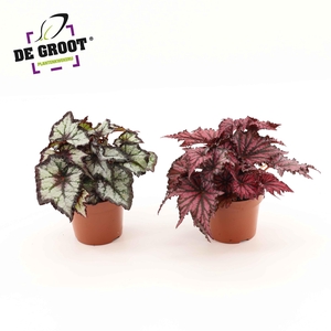 Blad Begonia mix