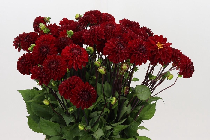 <h4>Dahlia Viking</h4>