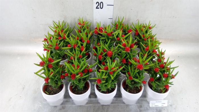 <h4>Austrocylindropuntia subulata</h4>