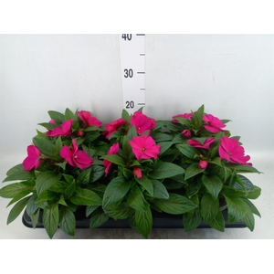 Impatiens NG 'Tamarinda Purple'