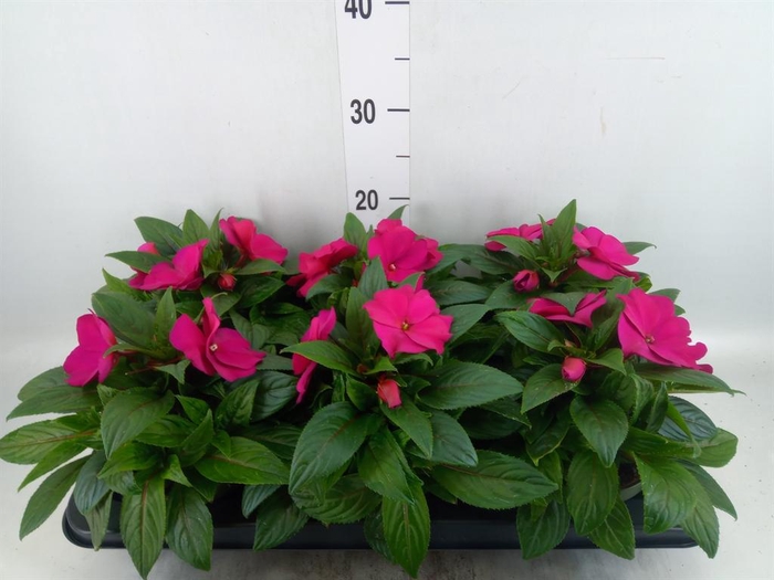 <h4>Impatiens NG 'Tamarinda Purple'</h4>