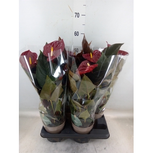 Anthurium andr. 'Delicata'