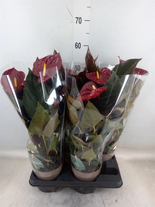 <h4>Anthurium andr. 'Delicata'</h4>