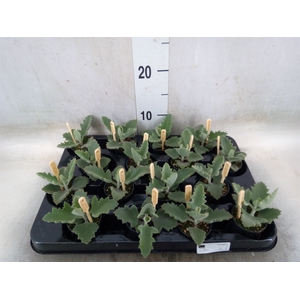 Kalanchoe NF beharensis
