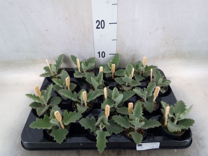 <h4>Kalanchoe NF beharensis</h4>