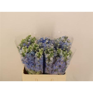 Delph Du Mag F Skyblue Wb