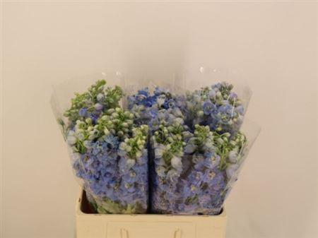 <h4>Delph Du Mag F Skyblue Wb</h4>