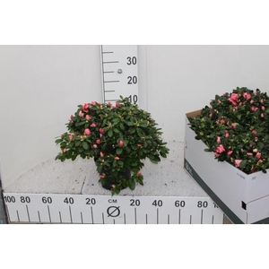 RHODO SI VOGEL LUNTE