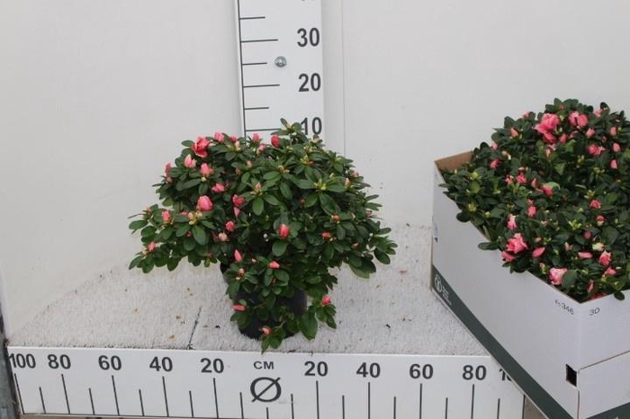 <h4>RHODO SI VOGEL LUNTE</h4>