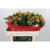 Hypericum Mellow Romance Spray