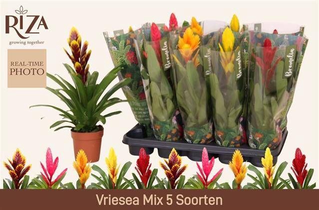 <h4>VRIES GEM 5 SRT</h4>
