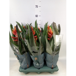 Aechmea  'Pepita Elegant Flames'