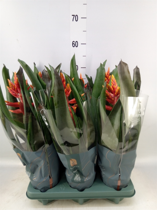 <h4>Aechmea  'Pepita Elegant Flames'</h4>