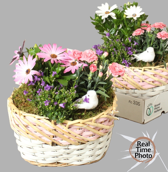 <h4>ARR TUINPLANTEN</h4>
