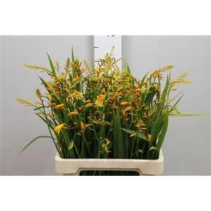 Crocos Georg Davison