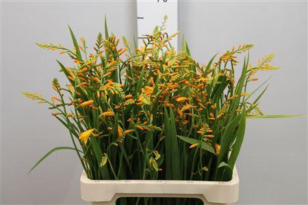 <h4>Crocos Georg Davison</h4>