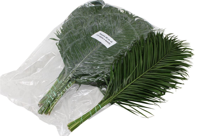 <h4>Phoenix 60cm V P X5</h4>