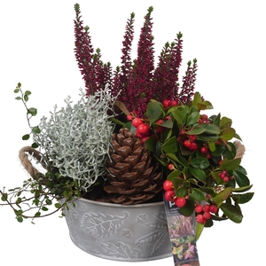 Arr.   Tuinplanten L%