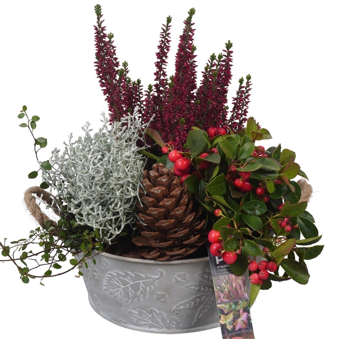 <h4>Arr.   Tuinplanten L%</h4>