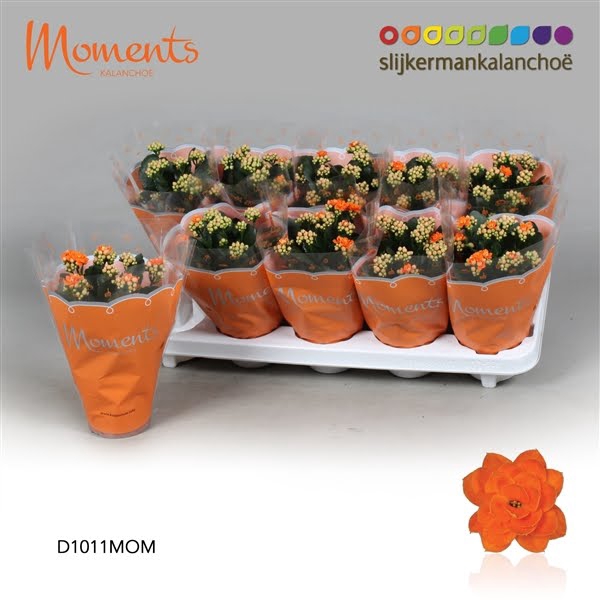 <h4>Kalanchoe Moments - Orange</h4>