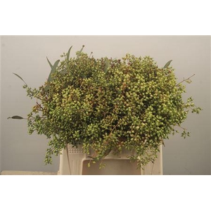 Euc Greenberry Per Bunch