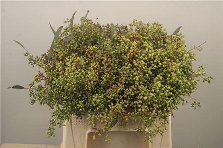 <h4>Euc Greenberry Per Bunch</h4>