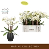 Phalaenopsis wit meer takken
