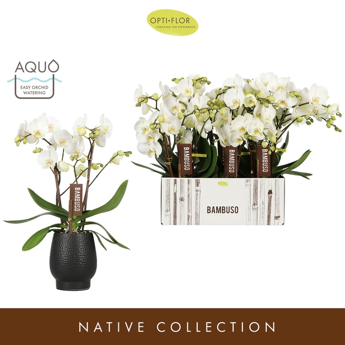 Phalaenopsis wit meer takken
