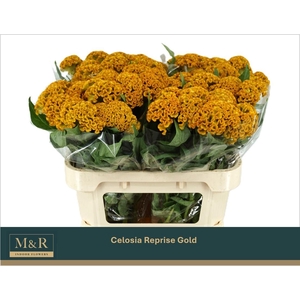 CEL C REPRISE GOLD